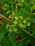 Rubia tinctorum